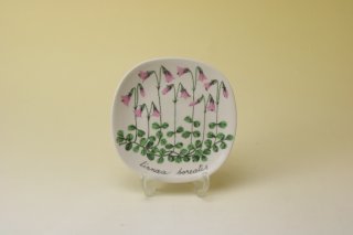 ARABIA Botanica campanula patula Esteri Tomula/アラビア